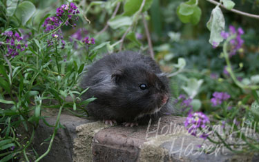 McMurphy- Black Longhaired